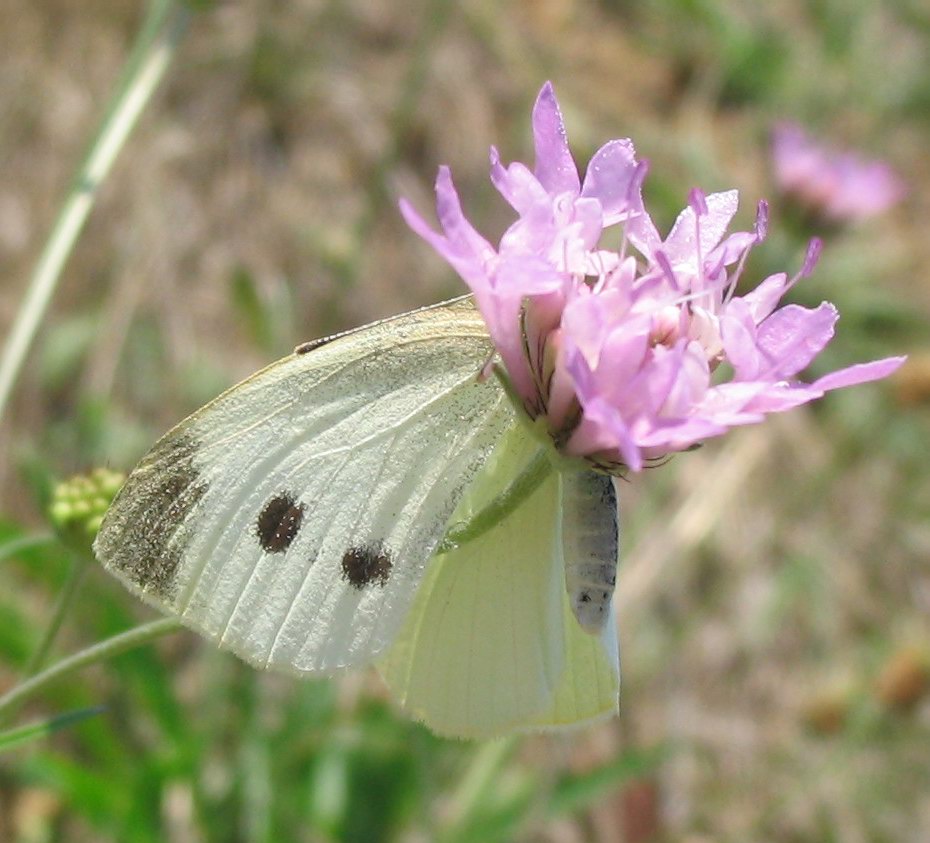 Pieris brassicae?